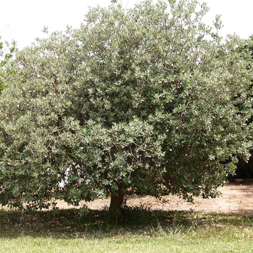 Acca sellowiana - Goyavier du Brésil (Port)