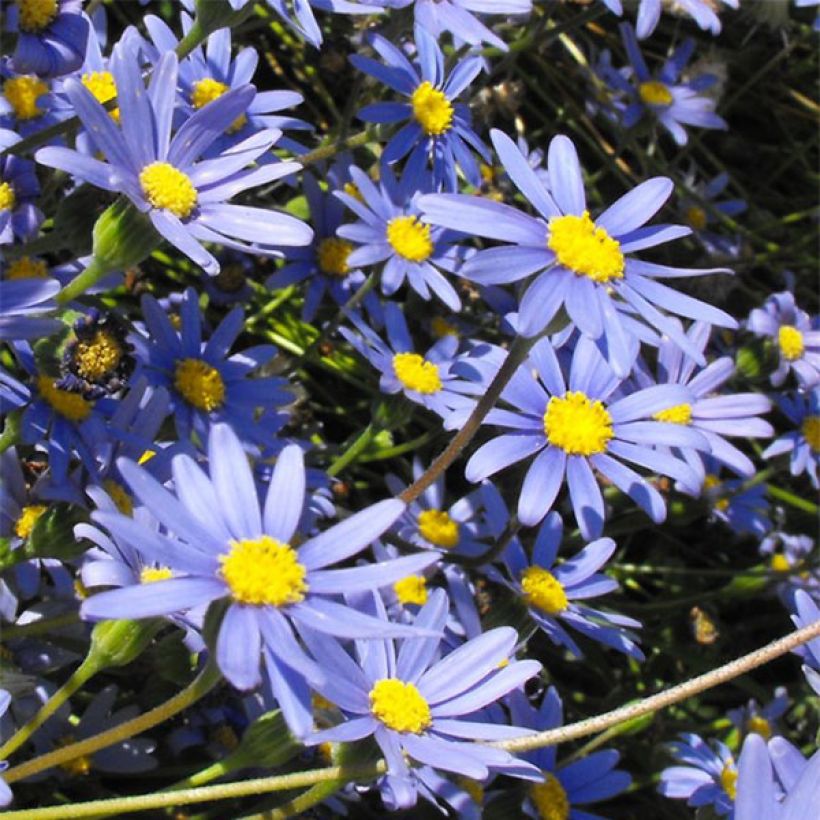 Felicia amelloides - Aster du Cap (Floraison)