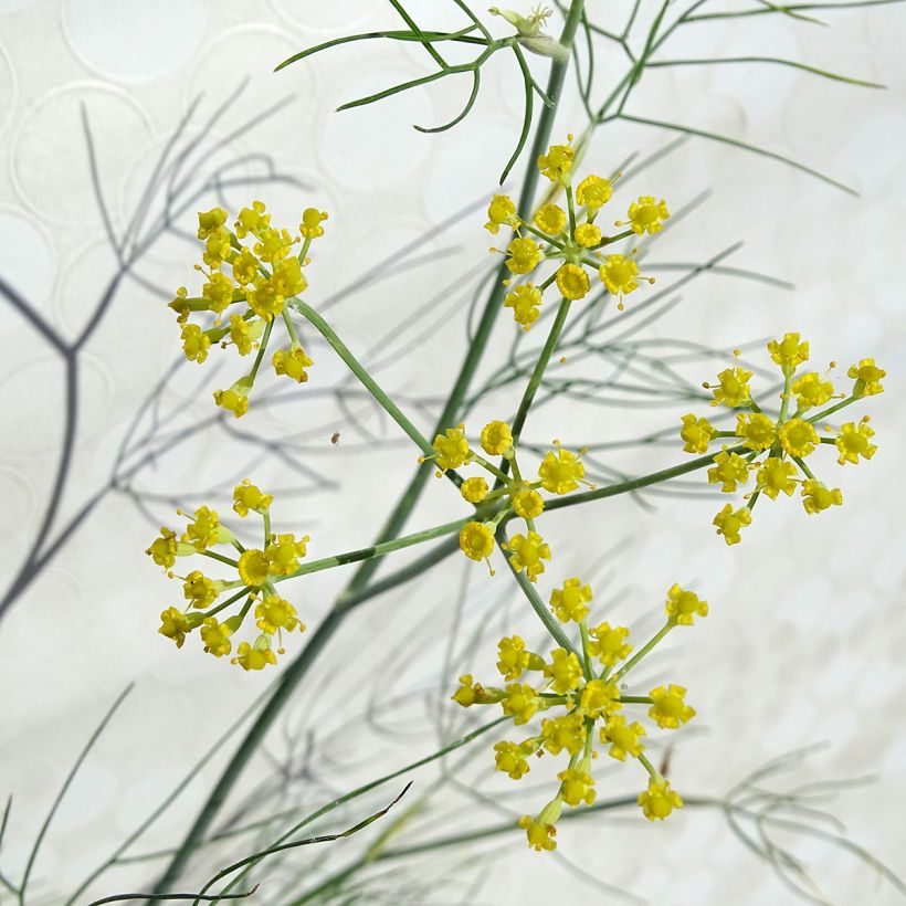 Fenouil - Foeniculum vulgare (Floraison)