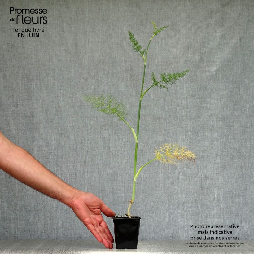 Spécimen de Fenouil - Foeniculum vulgare Godet de 7/8 cm tel que livré en été