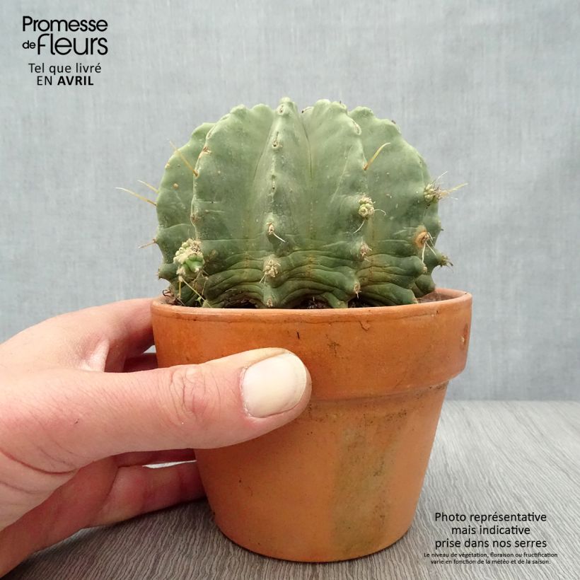 Spécimen de Ferocactus glaucescens Inermis Pot de 13 cm tel que livré au printemps