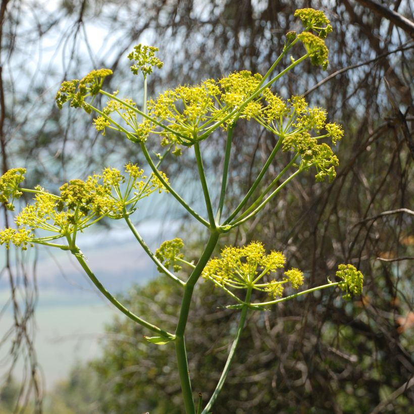 Ferula communis - Grande férule (Floraison)