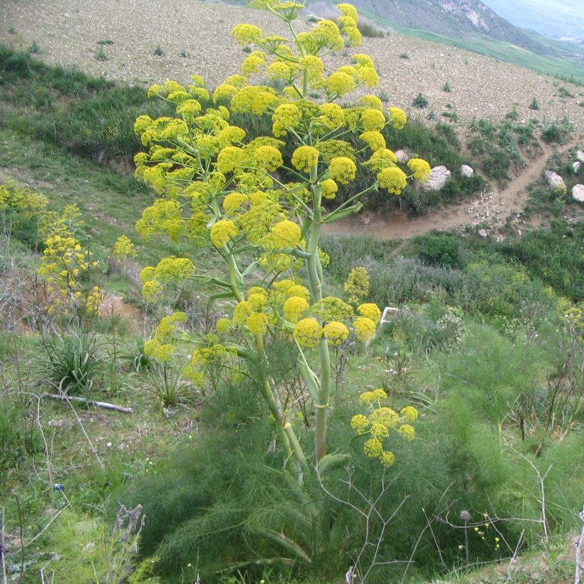 Ferula communis - Grande férule (Port)