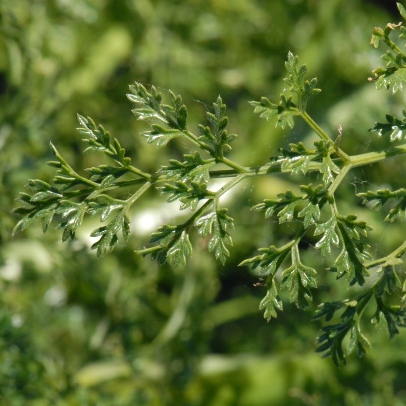 Férule, Ferula tingitana (Feuillage)