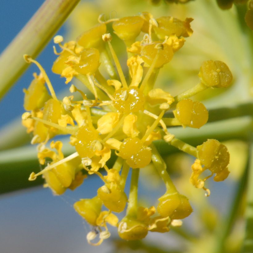 Férule, Ferula tingitana (Floraison)