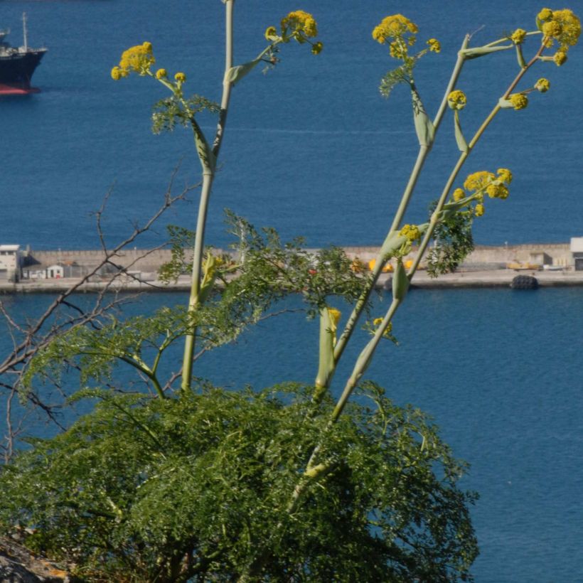 Férule, Ferula tingitana (Port)