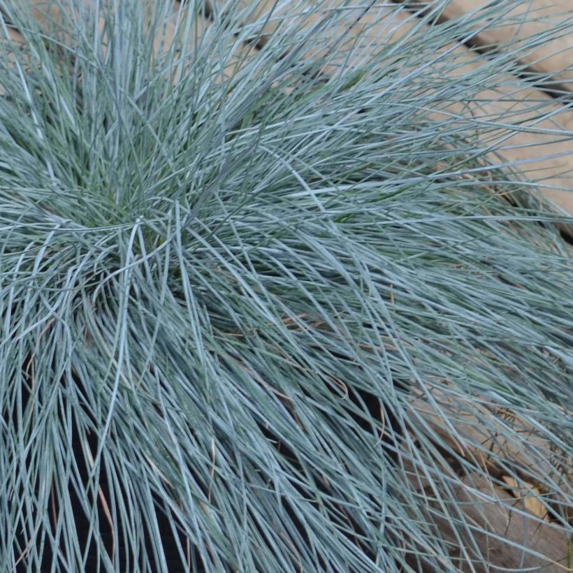 Festuca Intense Blue - Fétuque bleue (Feuillage)