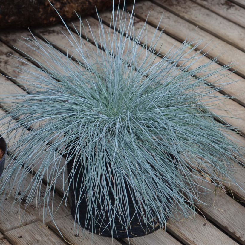 Festuca Intense Blue - Fétuque bleue (Port)