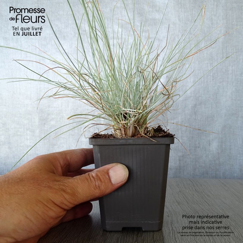 Spécimen de Festuca Intense Blue - Fétuque bleue Godet de 8/9 cm tel que livré en été