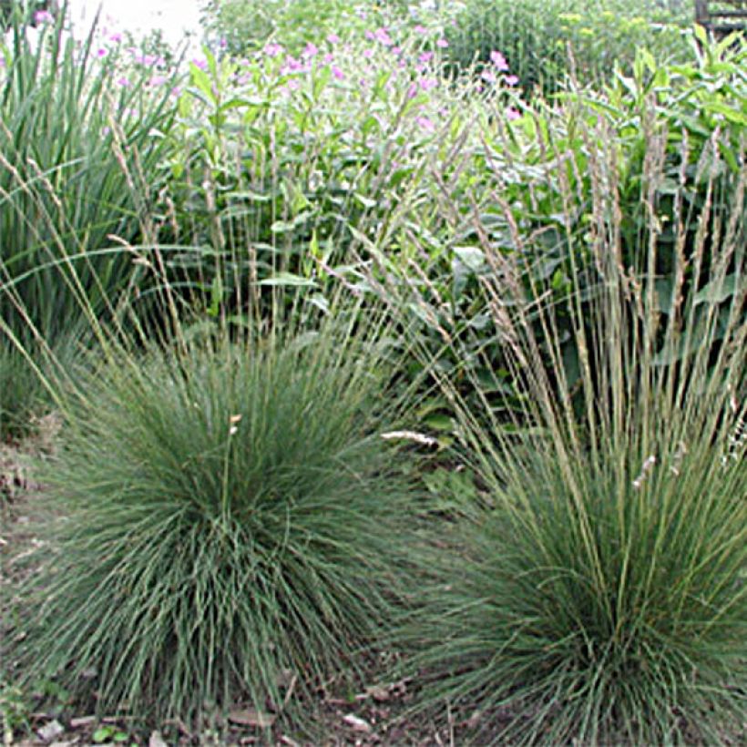 Festuca amethystina - Fétuque améthyste (Port)