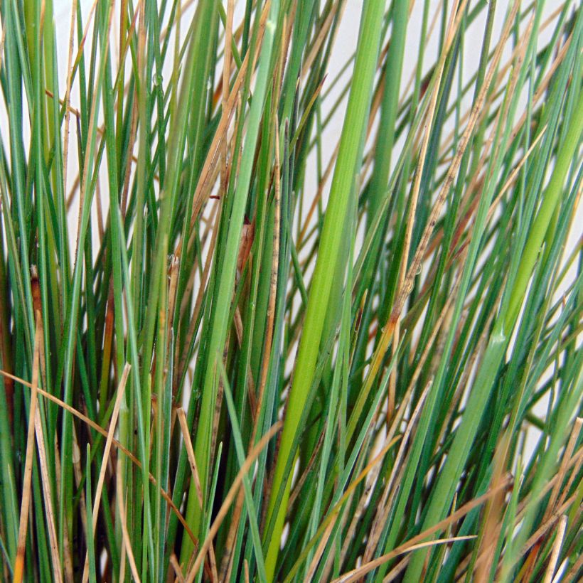 Festuca amethystina - Fétuque améthyste (Feuillage)