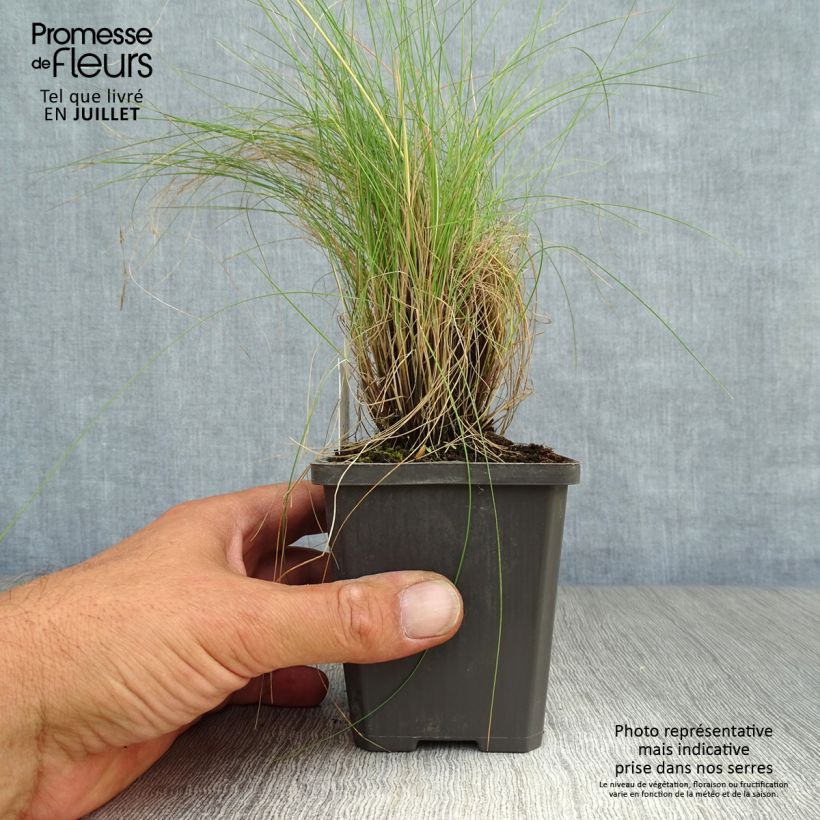 Spécimen de Festuca amethystina - Fétuque améthyste Godet de 8/9 cm tel que livré en été