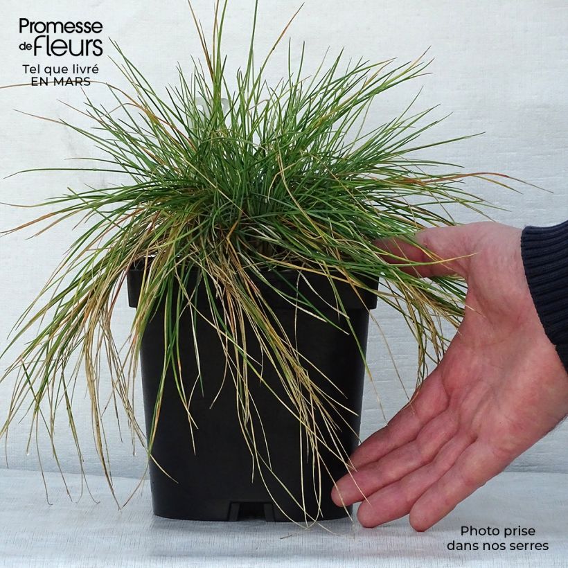 Spécimen de Festuca amethystina - Fétuque améthyste en pot de 2/3L tel que livré au printemps