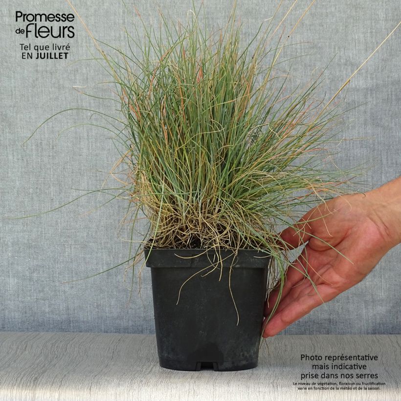 Spécimen de Festuca amethystina - Fétuque améthyste Pot de 2L/3L tel que livré en été