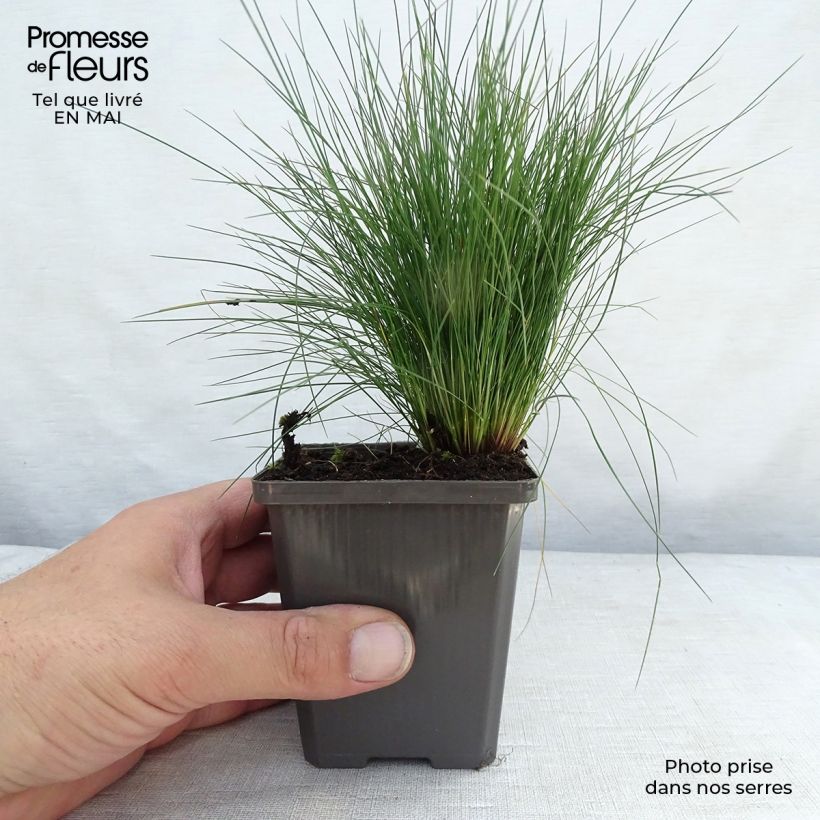 Spécimen de Festuca amethystina - Fétuque améthyste en godet de 9 cm tel que livré au printemps