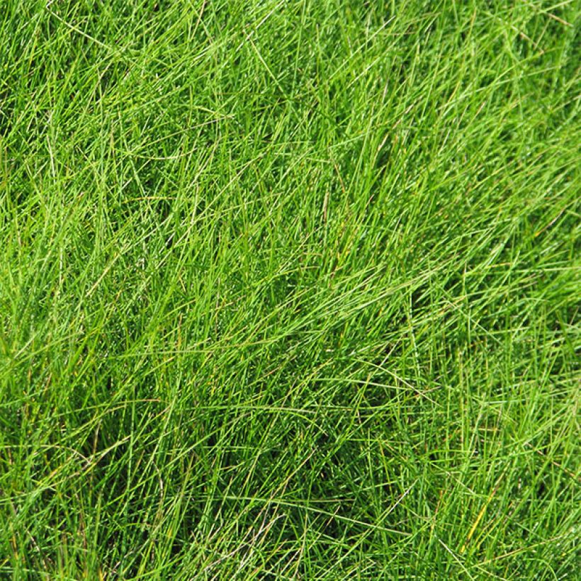 Festuca filiformis - Fétuque à feuilles capillaires (Feuillage)