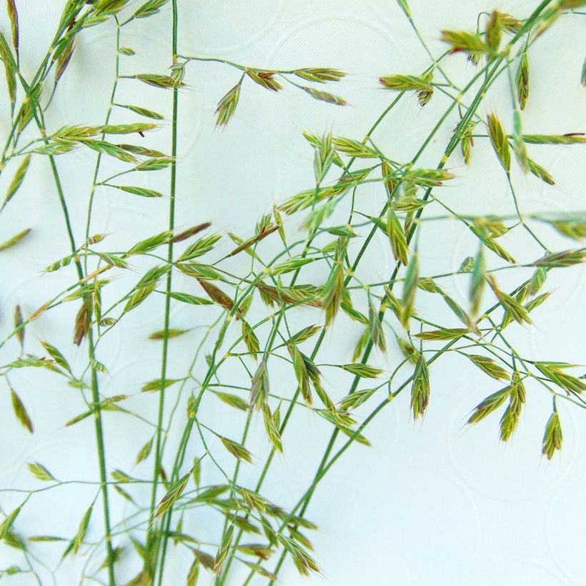 Festuca filiformis - Fétuque à feuilles capillaires (Floraison)