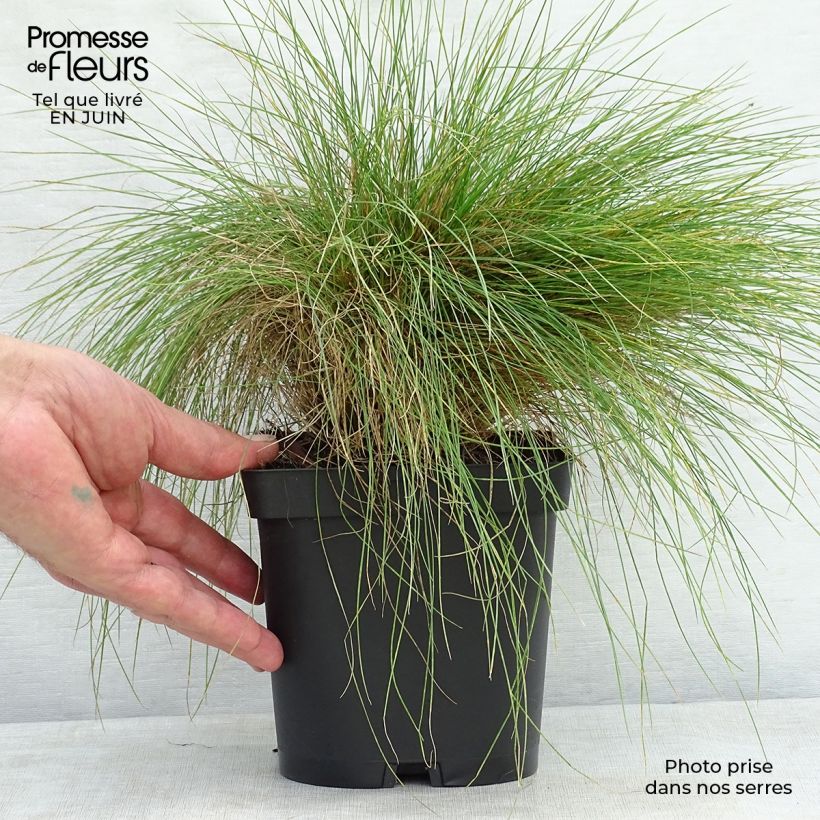 Spécimen de Festuca filiformis - Fétuque à feuilles capillaires Pot de 2L/3L tel que livré en été
