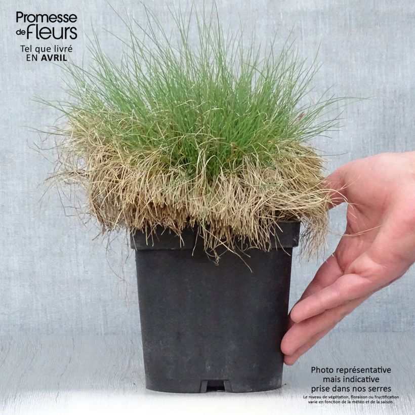 Spécimen de Festuca filiformis - Fétuque à feuilles capillaires en pot de 2/3L tel que livré au printemps