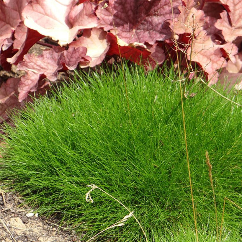 Festuca gautieri - Fétuque de Gautier (Port)