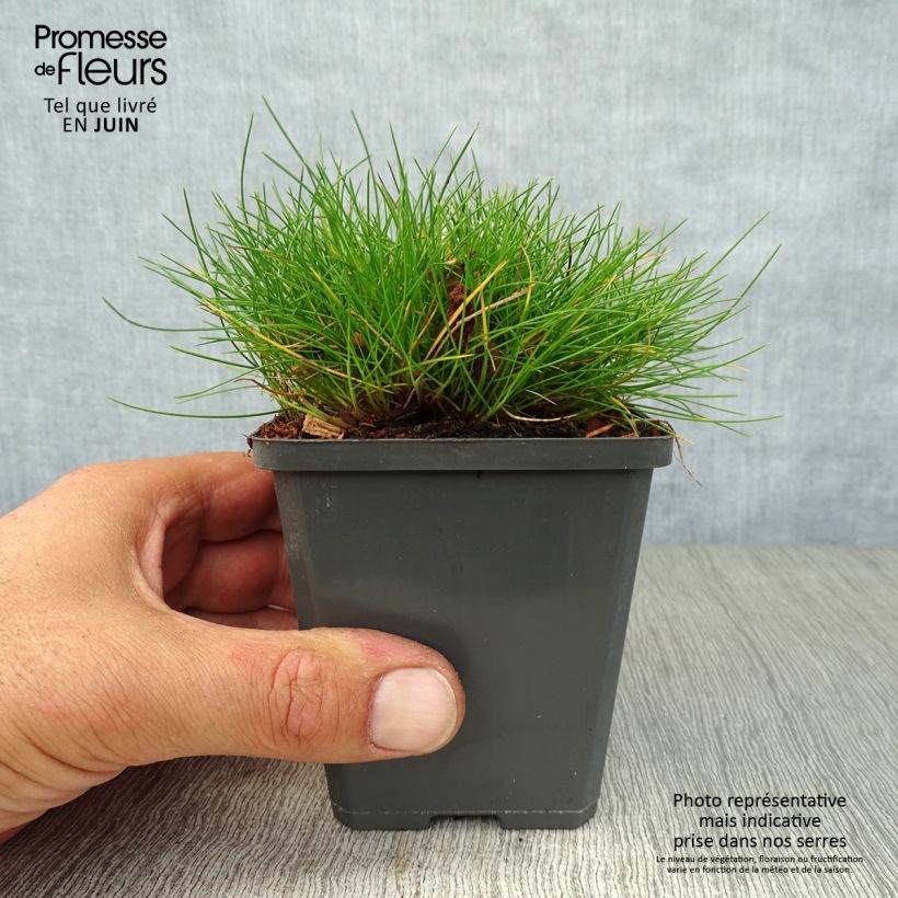 Spécimen de Festuca gautieri - Fétuque de Gautier Godet de 8/9 cm tel que livré en été