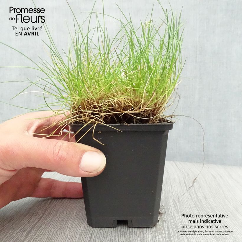 Spécimen de Festuca gautieri - Fétuque de Gautier en godet de 9 cm tel que livré au printemps