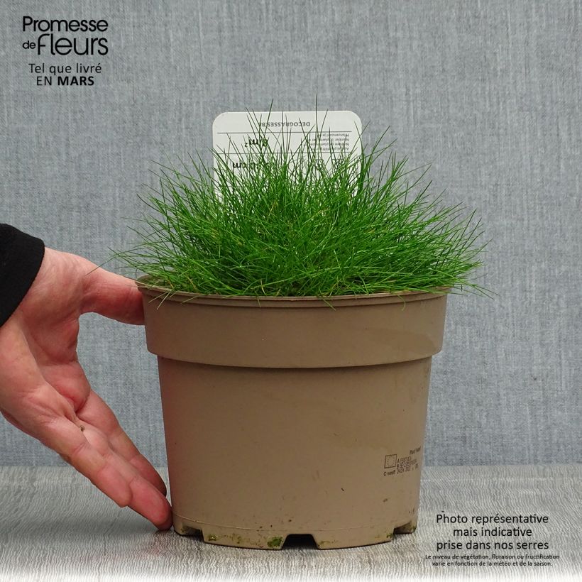 Spécimen de Festuca gautieri - Fétuque de Gautier en pot de 2/3 litres tel que livré au printemps