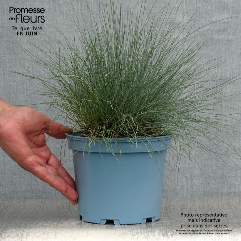 Spécimen de Fétuque bleue Elijah Blue - Festuca glauca Pot de 2L/3L tel que livré en été