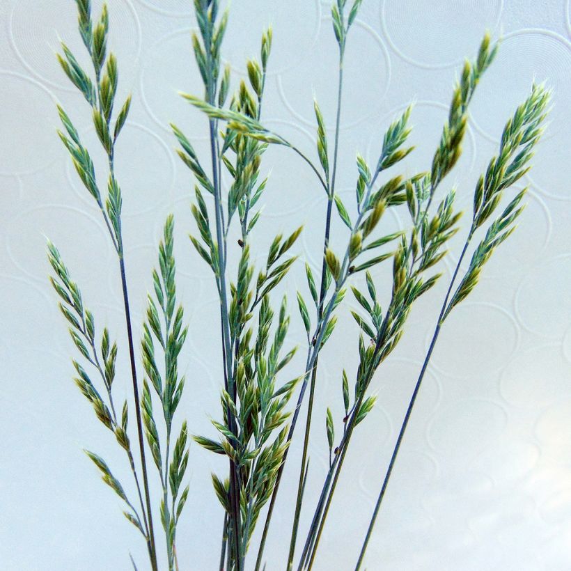 Fétuque bleue Elijah Blue - Festuca glauca (Floraison)