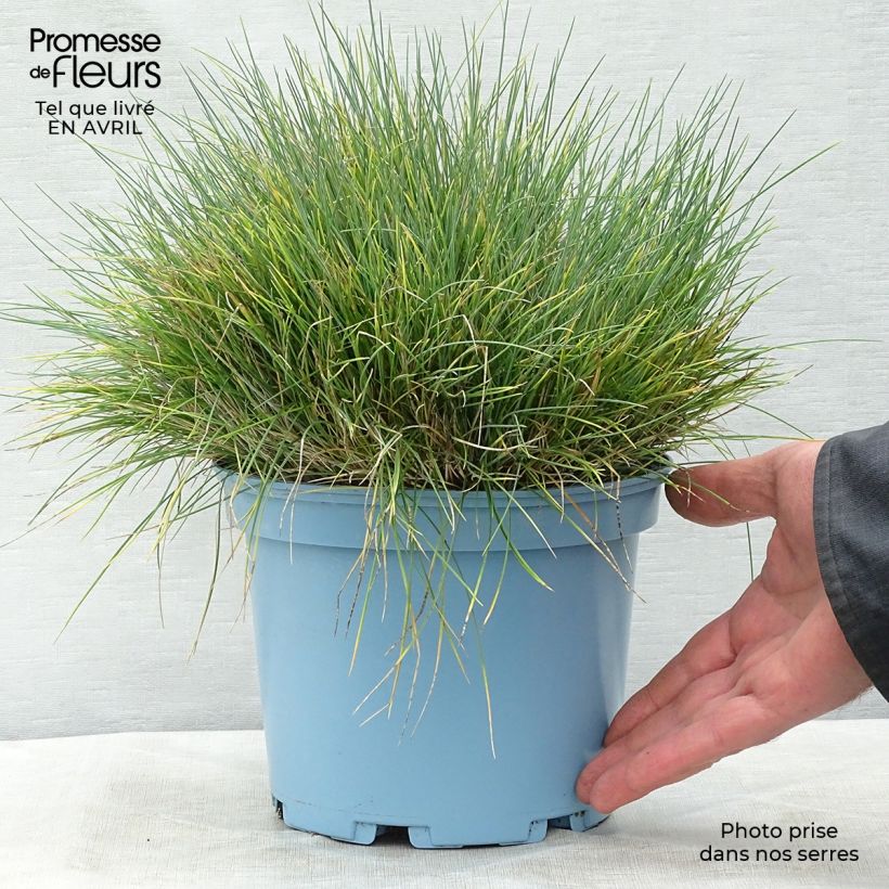 Spécimen de Fétuque bleue Elijah Blue - Festuca glauca Pot de 2L/3L tel que livré au printemps