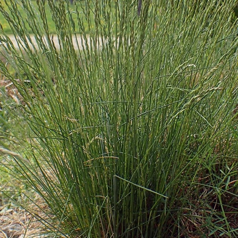 Fétuque des moutons - Festuca ovina (Feuillage)