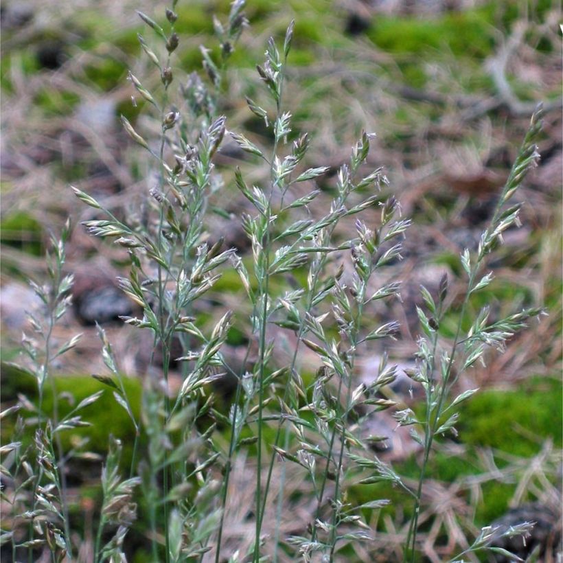 Fétuque des moutons - Festuca ovina (Floraison)