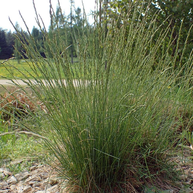 Fétuque des moutons - Festuca ovina (Port)