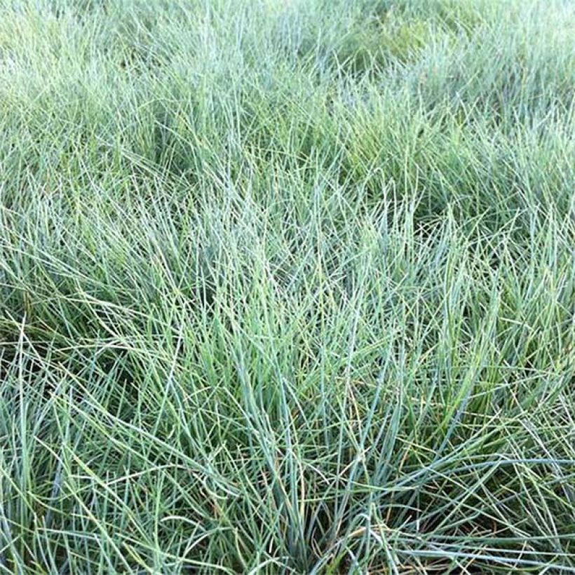 Festuca valesiaca Glaucantha - Fétuque du Valais (Feuillage)