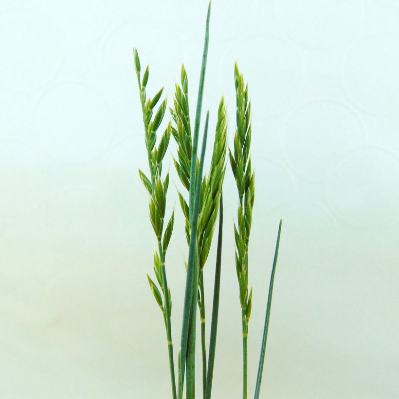 Festuca valesiaca Glaucantha - Fétuque du Valais (Floraison)