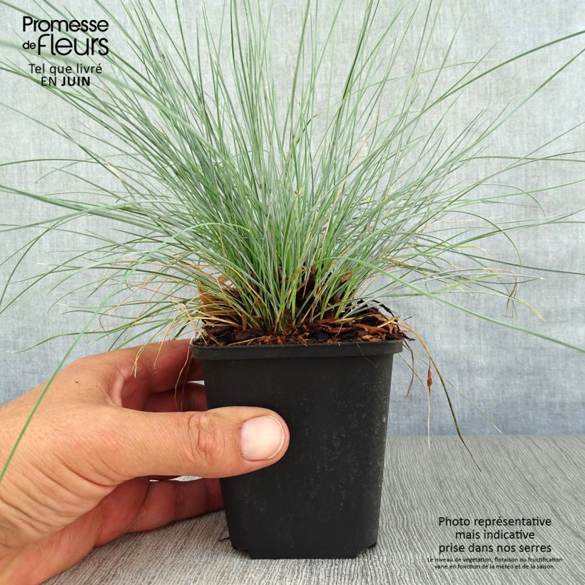 Spécimen de Festuca valesiaca Glaucantha - Fétuque du Valais Godet de 8/9 cm tel que livré en été