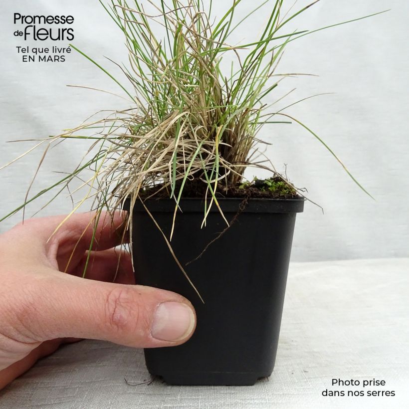 Spécimen de Festuca valesiaca Glaucantha - Fétuque du Valais Godet de 9cm tel que livré au printemps