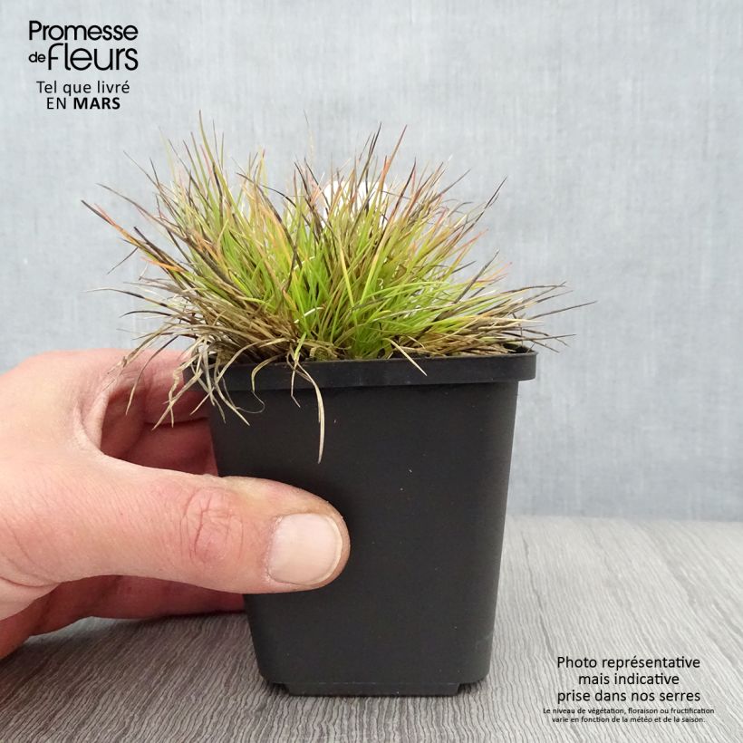 Spécimen de Fetuque, Festuca glauca Golden Toupee Godet de 9cm tel que livré au printemps