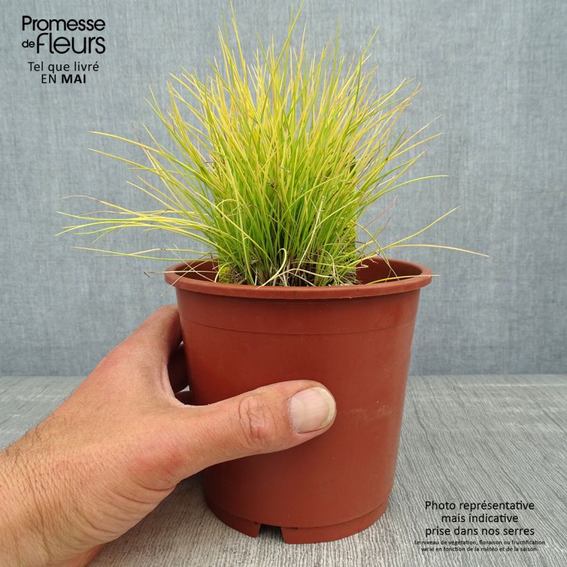 Spécimen de Fetuque, Festuca glauca Golden Toupee en pot de 1L/1.5L tel que livré au printemps