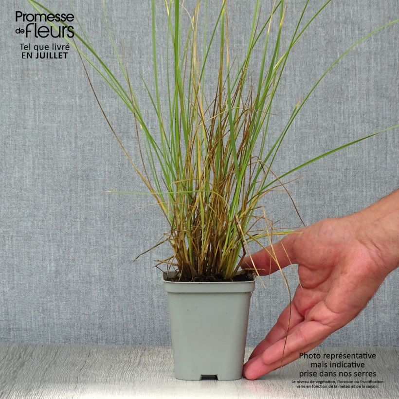 Spécimen de Fétuque - Festuca mairei Godet de 8/9 cm tel que livré en été