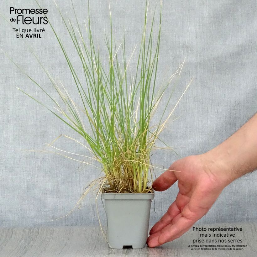 Spécimen de Fétuque - Festuca mairei en godet de 9 cm tel que livré au printemps