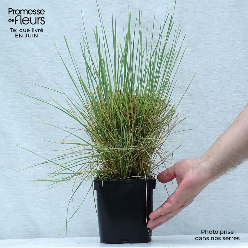 Spécimen de Fétuque - Festuca mairei Pot de 2L/3L tel que livré en été