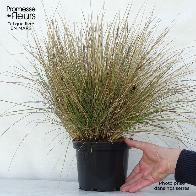 Spécimen de Fétuque - Festuca mairei en pot de 2/3L tel que livré au printemps