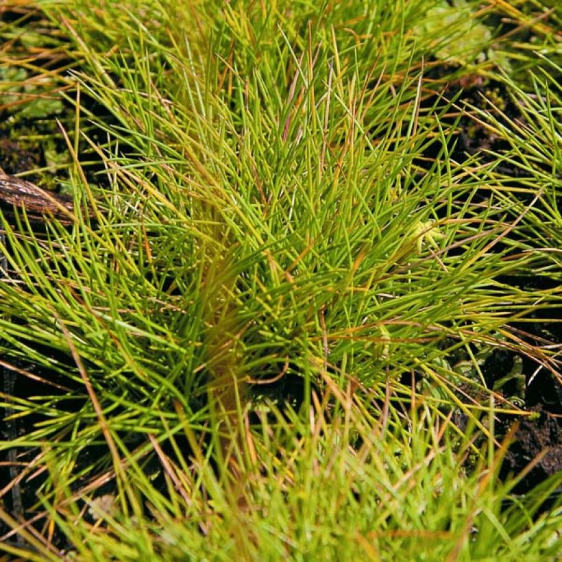 Fetuque, Festuca glauca Golden Toupee (Feuillage)