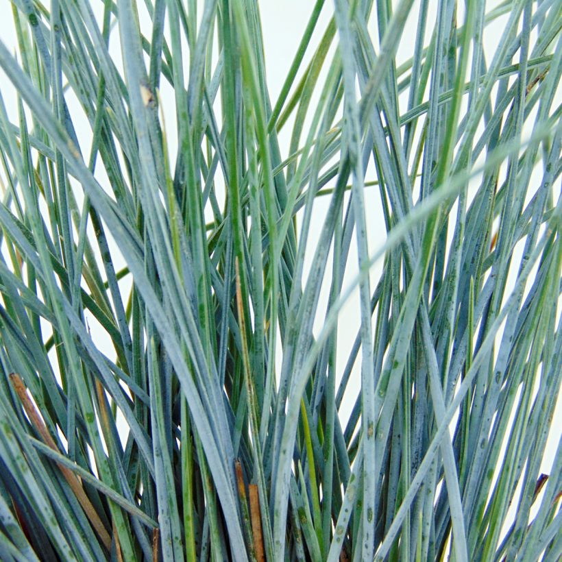 Fétuque bleue Elijah Blue - Festuca glauca (Feuillage)