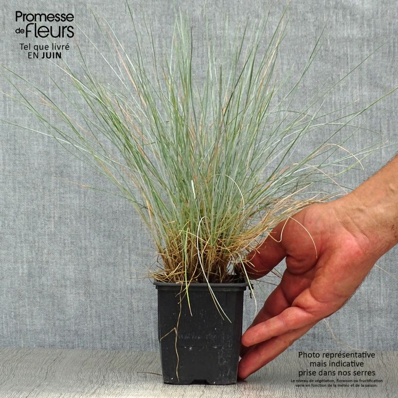 Spécimen de Fétuque bleue Elijah Blue - Festuca glauca Godet de 8/9 cm tel que livré en été