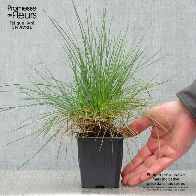 Spécimen de Fétuque bleue Elijah Blue - Festuca glauca Godet de 8/9 cm tel que livré au printemps
