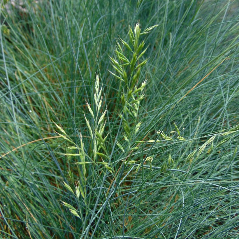 Fétuque bleue - Festuca glauca (Floraison)