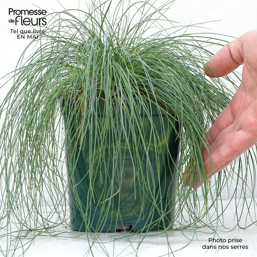 Spécimen de Fétuque bleue - Festuca glauca en pot de 3L tel que livré au printemps