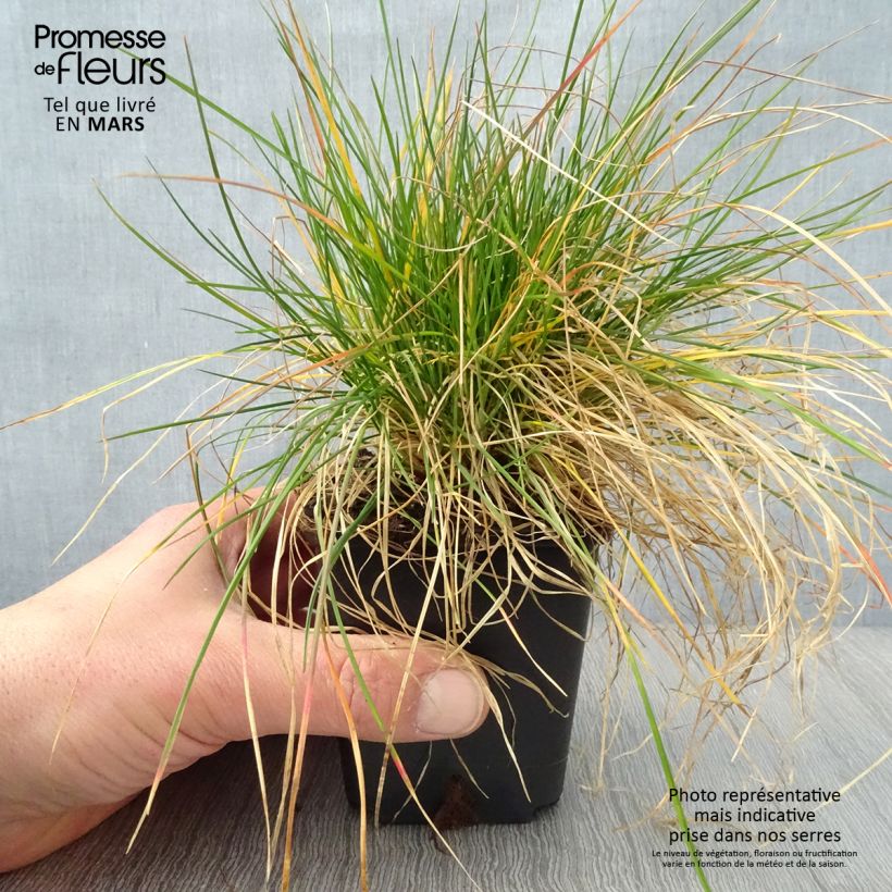 Spécimen de Fétuque des moutons - Festuca ovina Godet de 8/9 cm tel que livré au printemps